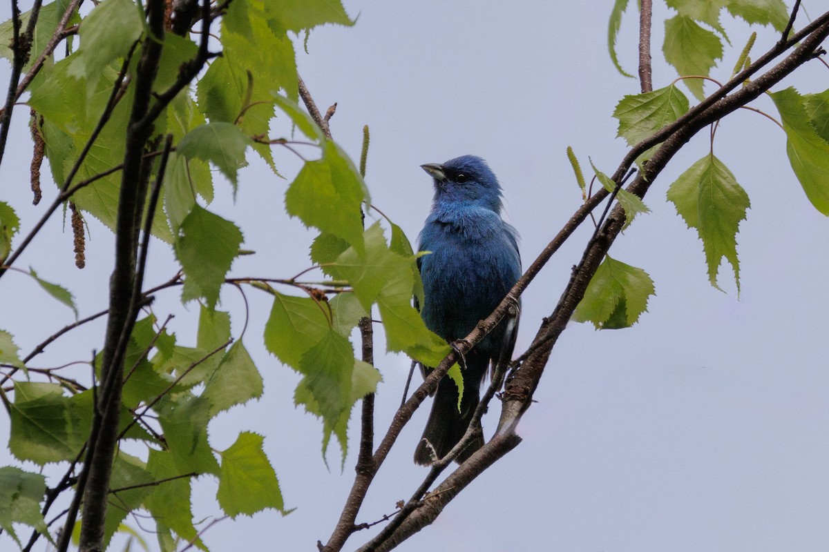 Indigo Bunting - Ken Janes