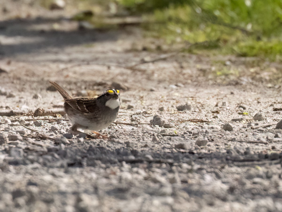 White-throated Sparrow - Anne Heyerly