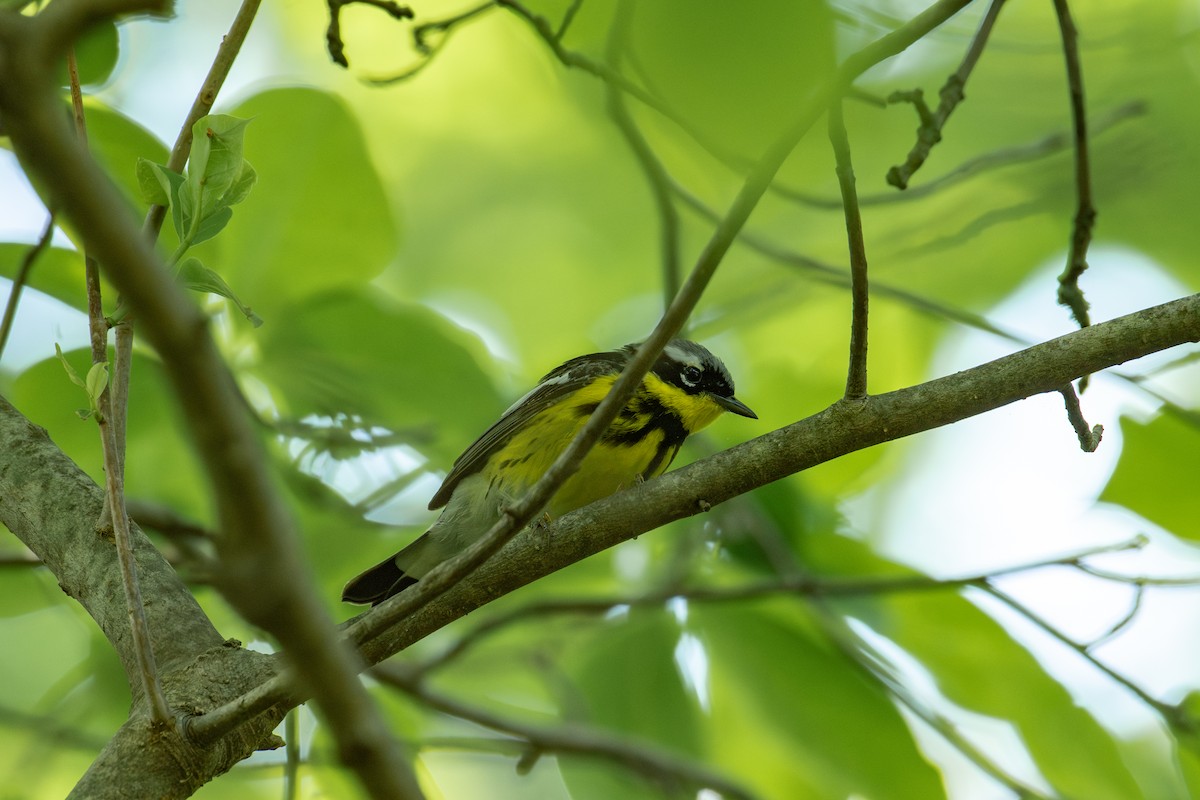 Magnolia Warbler - Alton Spencer