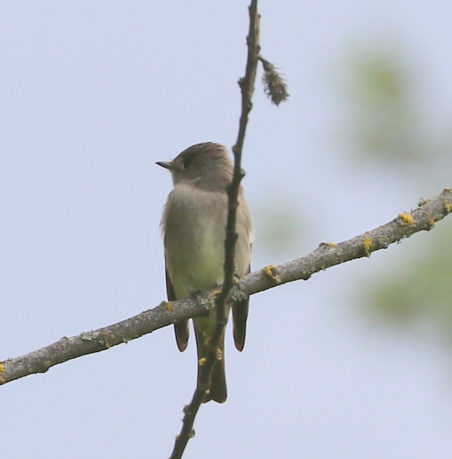 Western Wood-Pewee - Mike Fung