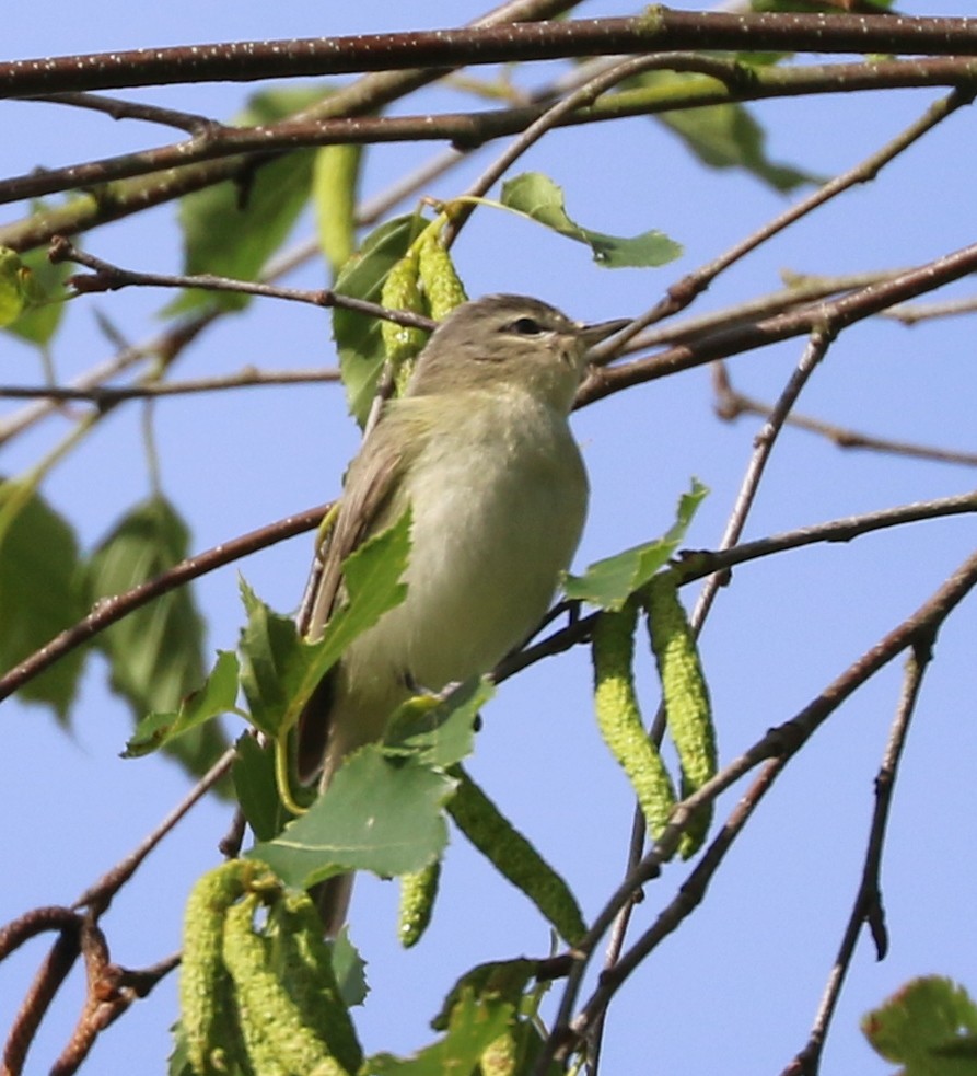 Warbling Vireo - Mike Fung