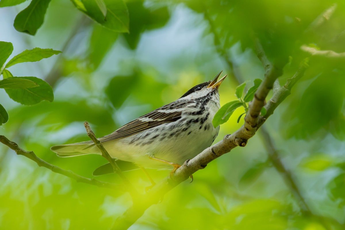 Blackpoll Warbler - Alton Spencer