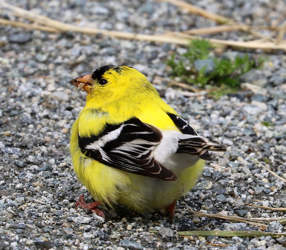 American Goldfinch - Mike Fung