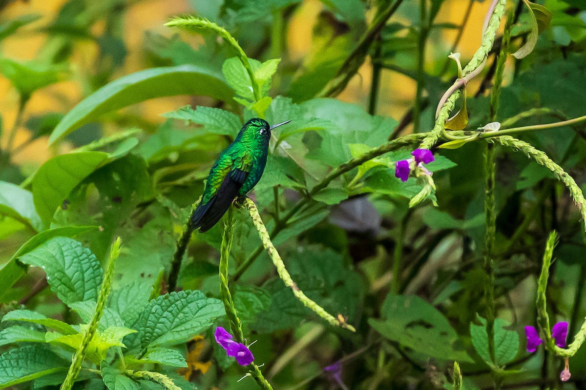 Blauschwanz-Smaragdkolibri - ML619454548