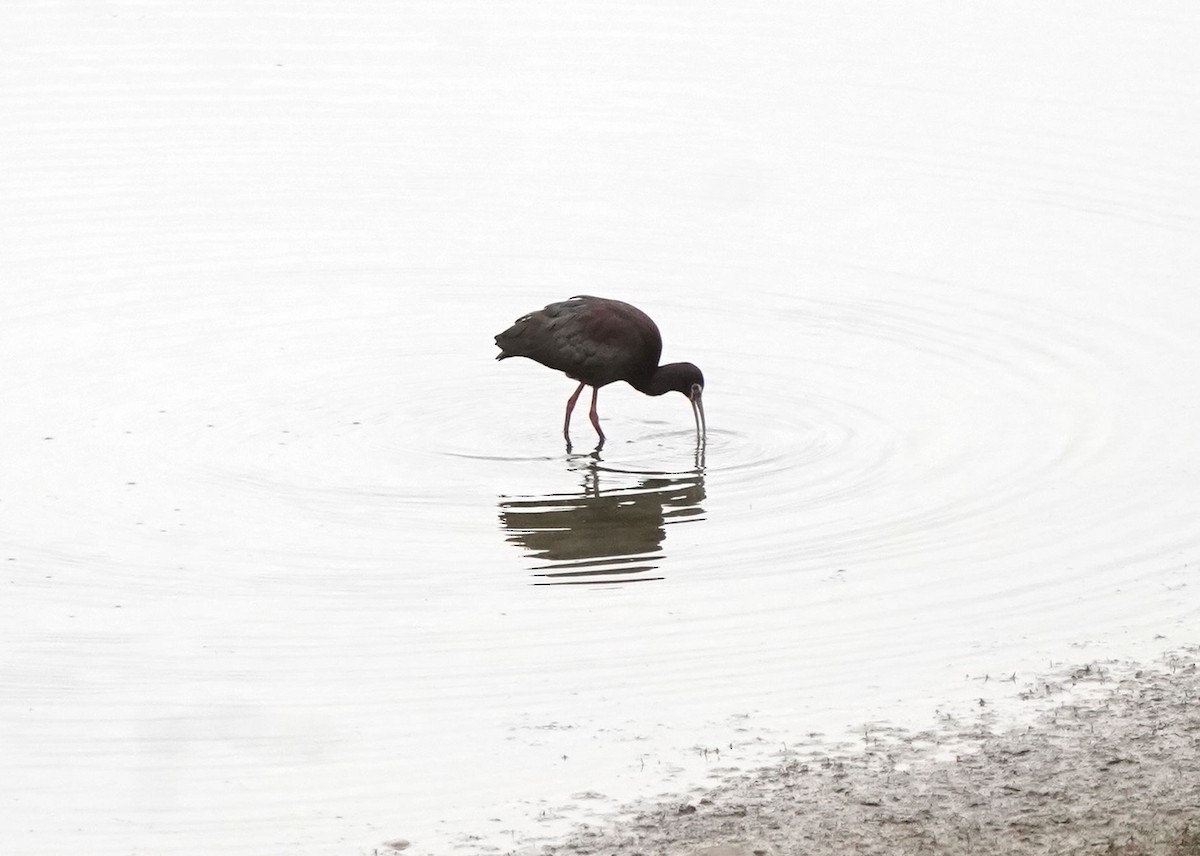 Ibis à face blanche - ML619454552