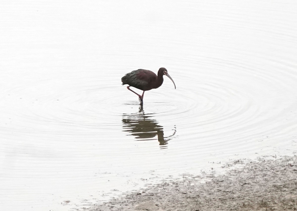White-faced Ibis - Pam Hardy