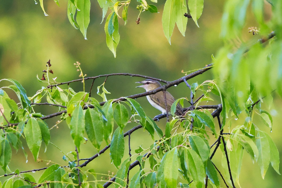 Red-eyed Vireo - David Mayle