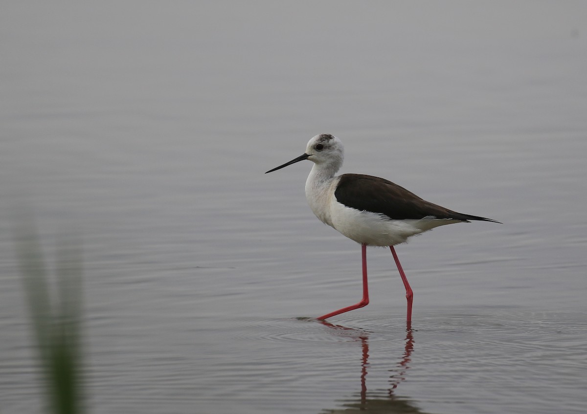 Black-winged Stilt - Thomas Galewski