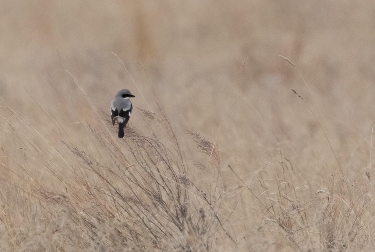 Loggerhead Shrike - Anne Heyerly