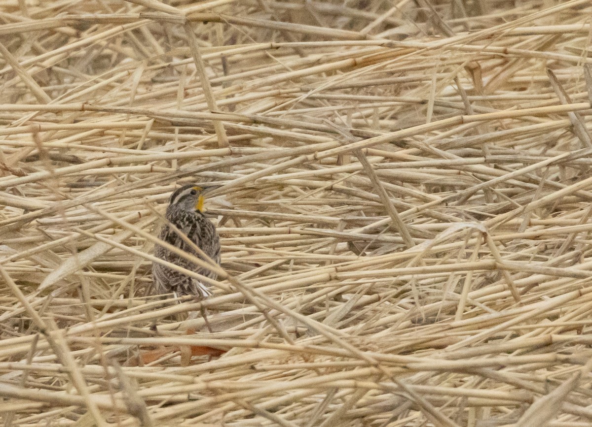 Western Meadowlark - Anne Heyerly