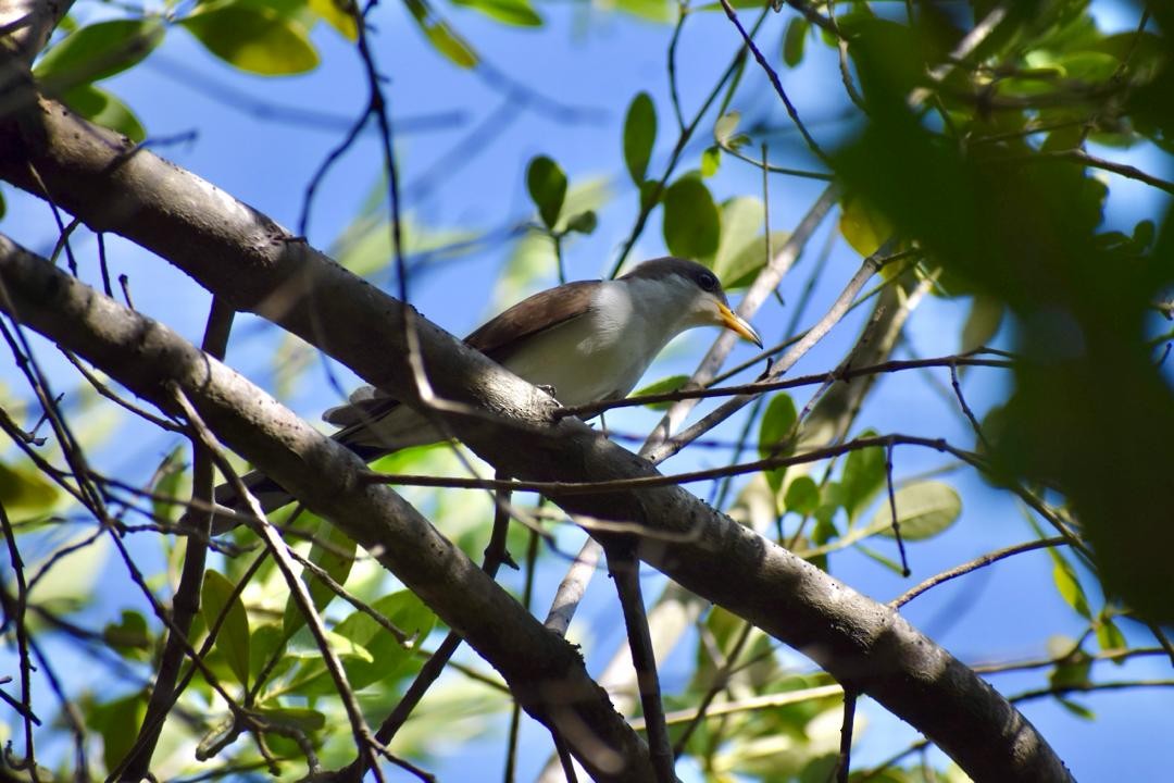 Yellow-billed Cuckoo - ML619454578