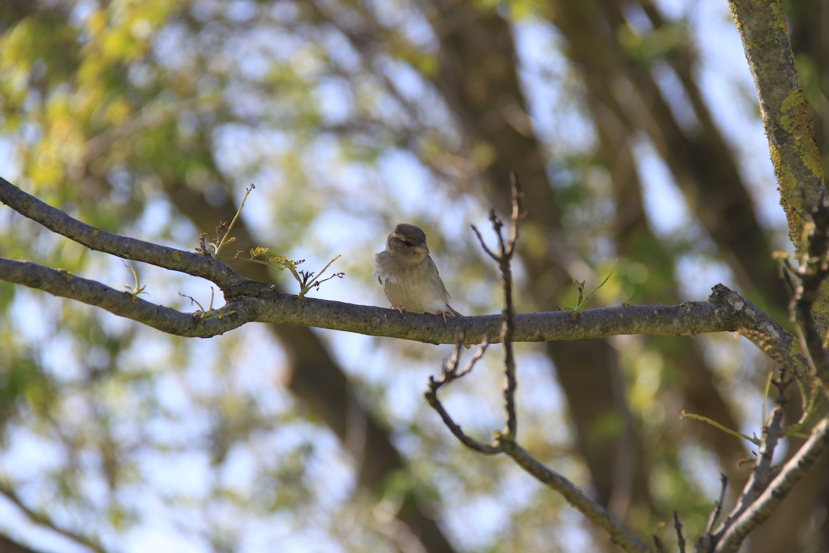 House Sparrow - Biel  Montoro Falcó