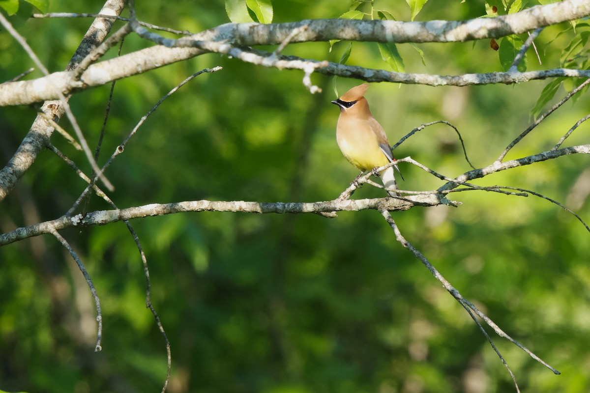 Cedar Waxwing - David Mayle