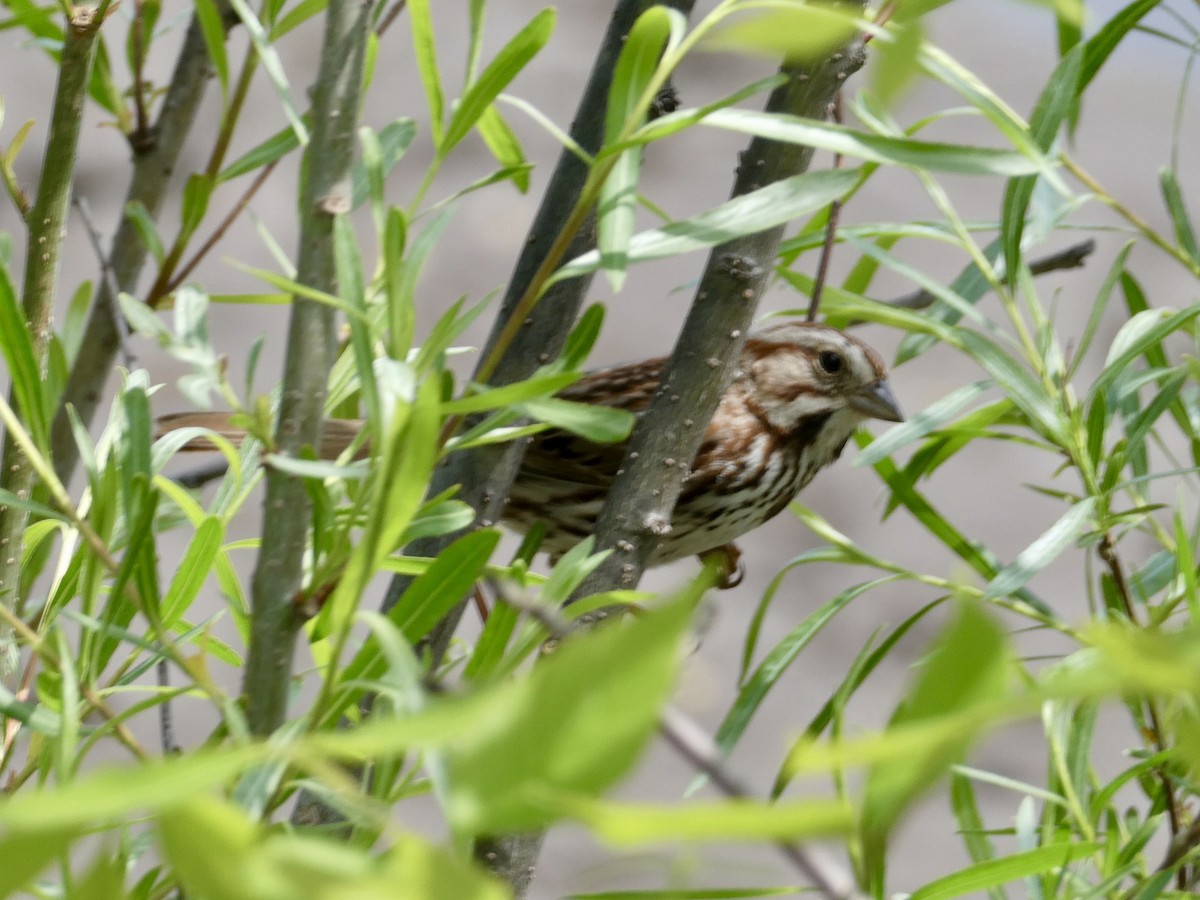 Song Sparrow - Jean Roberge
