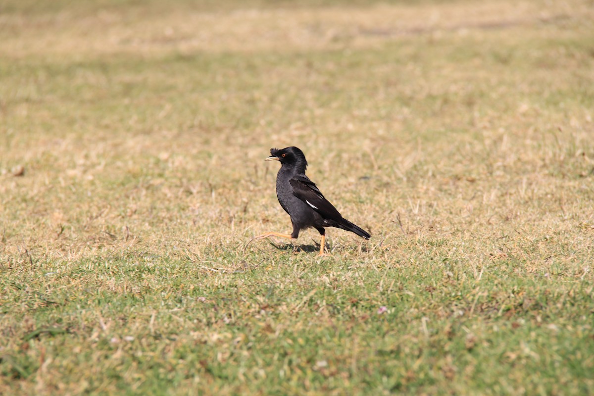 Crested Myna - Biel  Montoro Falcó