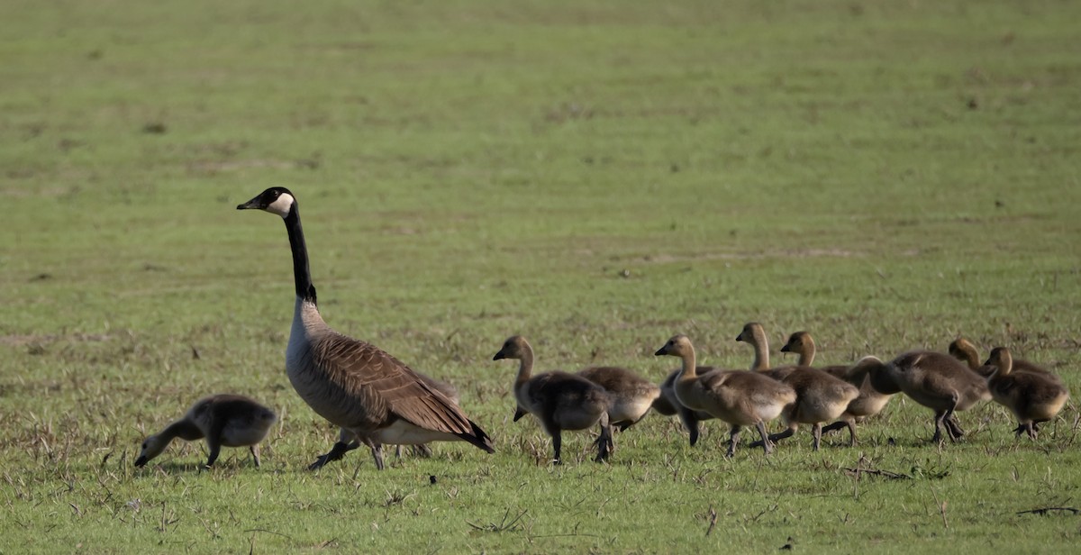 Canada Goose - Fay Ratta