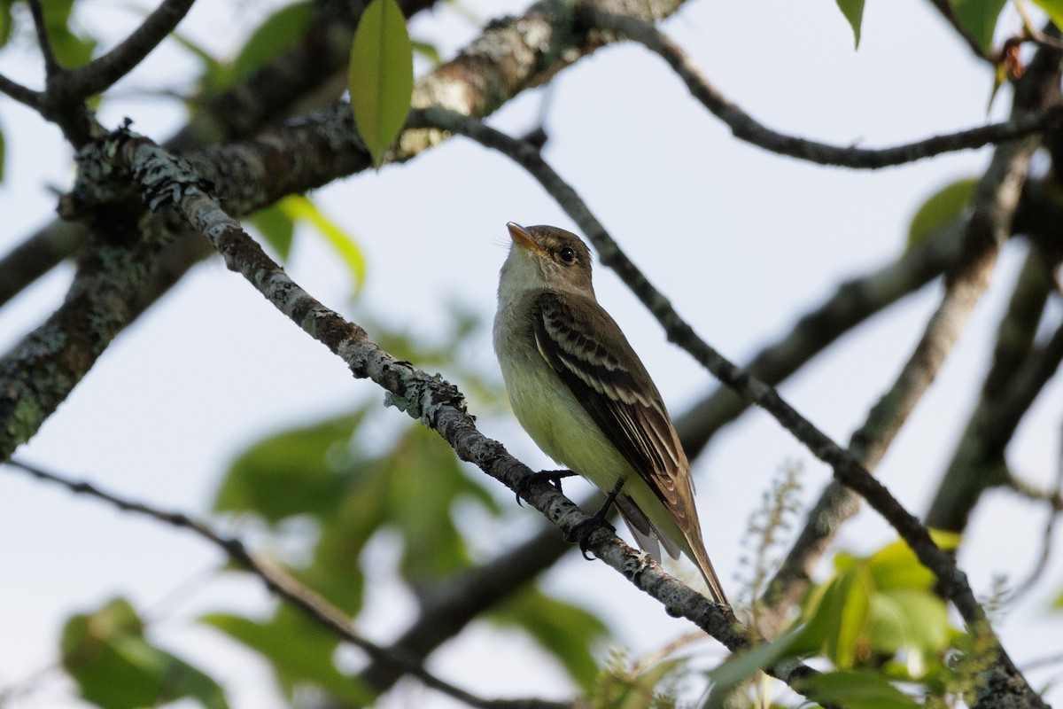 Alder Flycatcher - Ken Janes