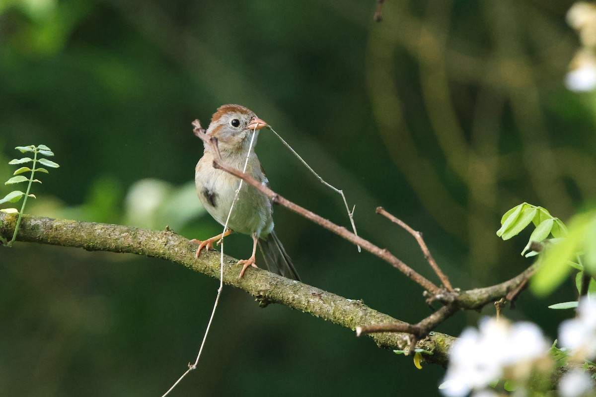 Field Sparrow - David Mayle