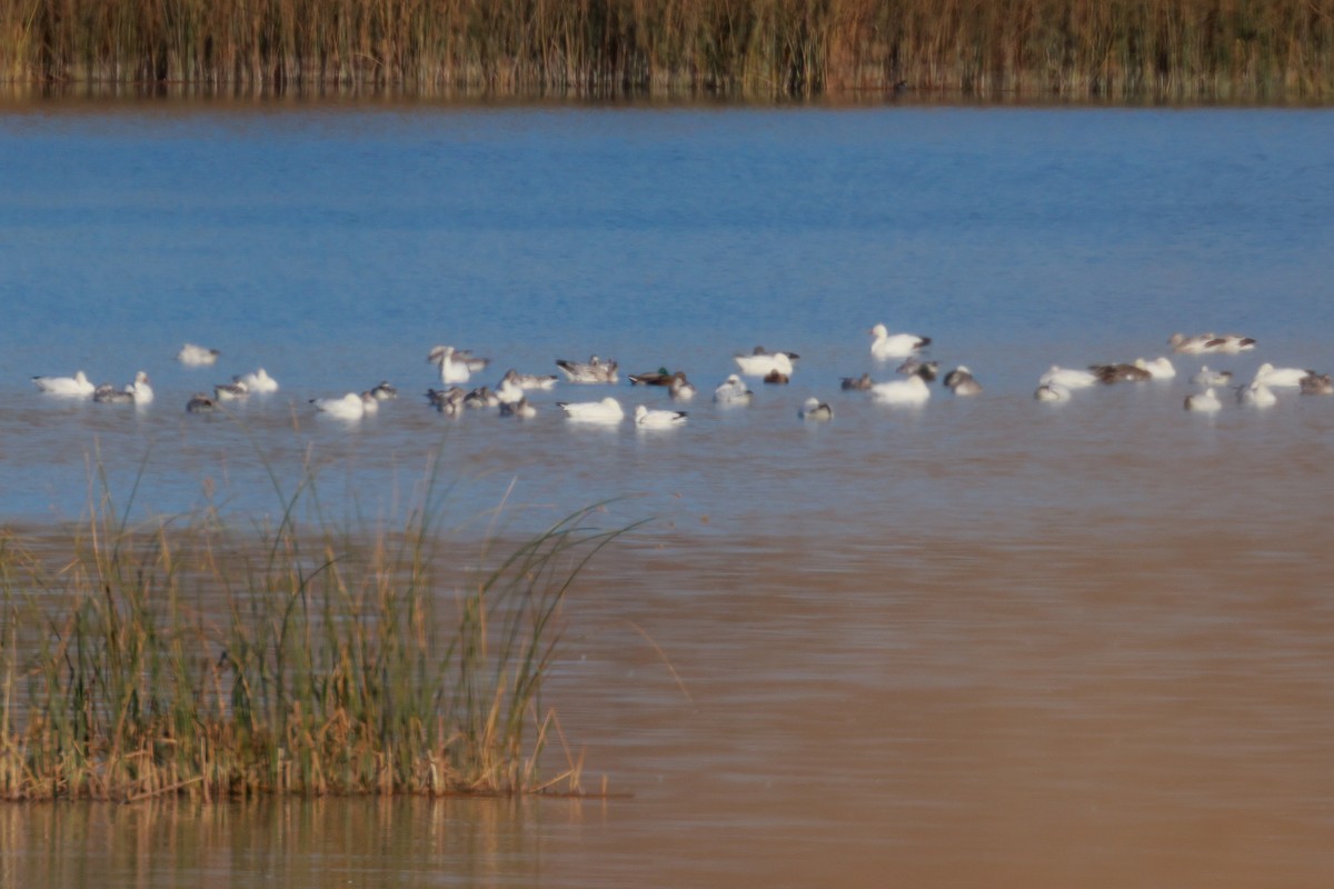 Ross's Goose - ML619454620