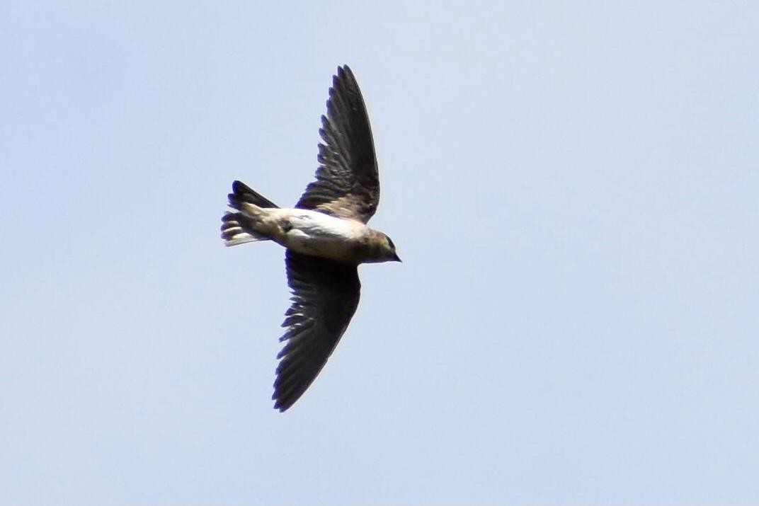 Northern Rough-winged Swallow - ML619454623