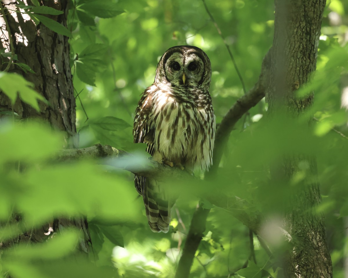 Barred Owl - ML619454626