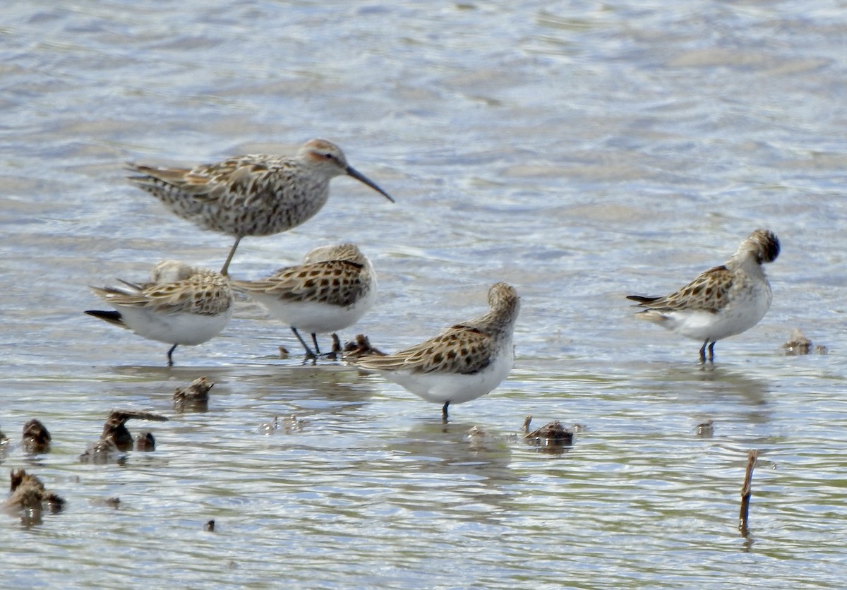 Stilt Sandpiper - Bruce Mellberg