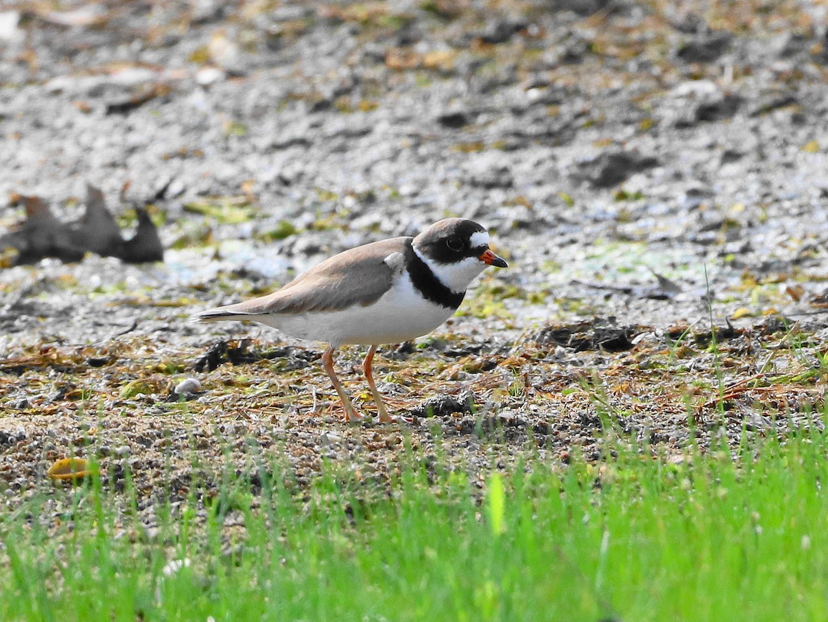 Semipalmated Plover - Mike Mencotti