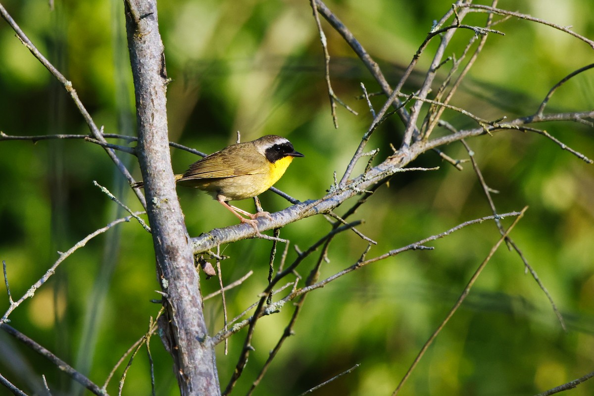 Common Yellowthroat - David Mayle