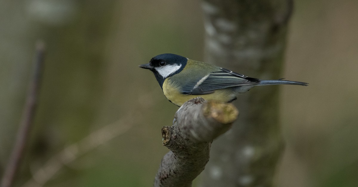 Great Tit - Theo de Clermont