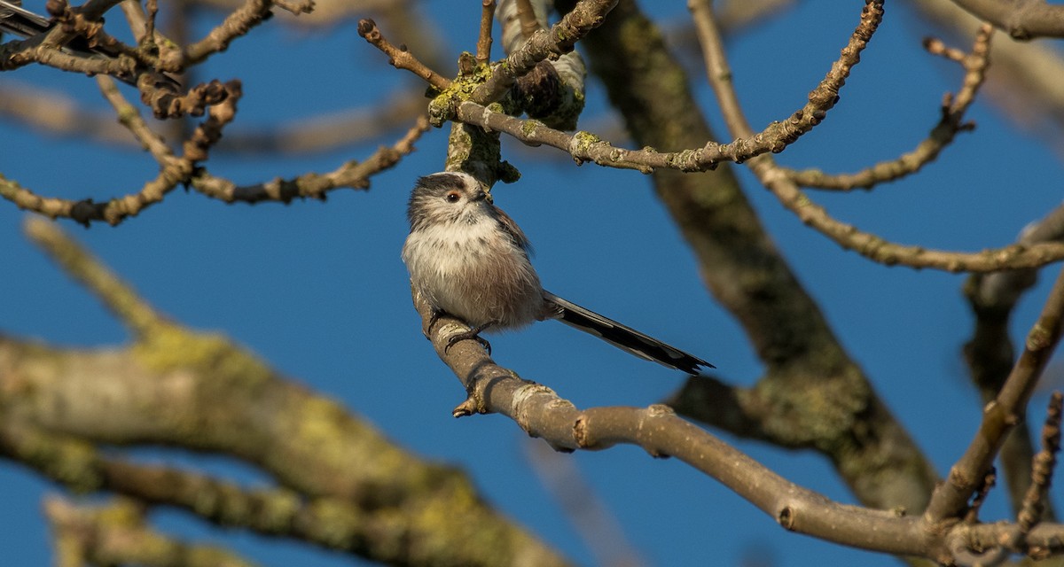 Long-tailed Tit - Theo de Clermont