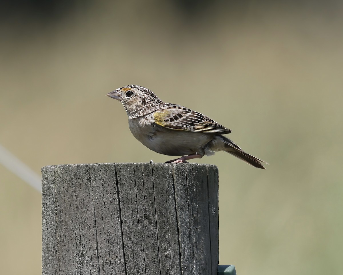 Grasshopper Sparrow - Debbie Kosater