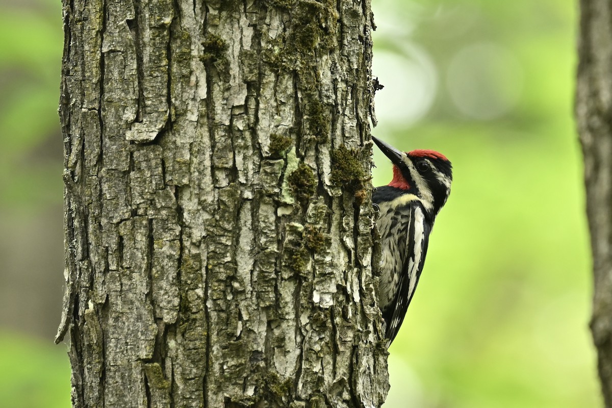 Yellow-bellied Sapsucker - france dallaire