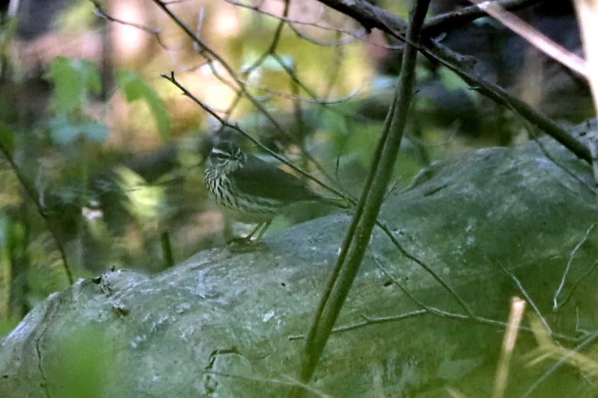 Northern Waterthrush - André Dionne