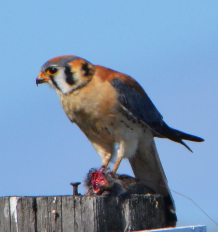 American Kestrel - Charles Taft