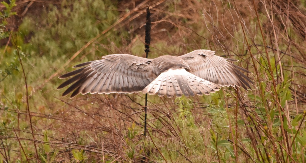 Northern Harrier - Russ Petersen