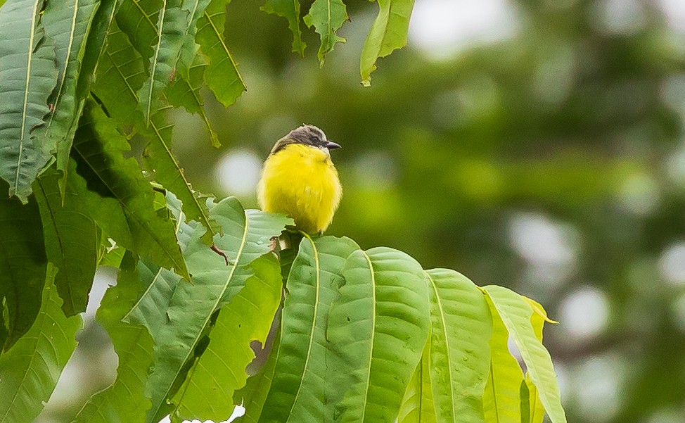 Gray-capped Flycatcher - Andrew Cauldwell