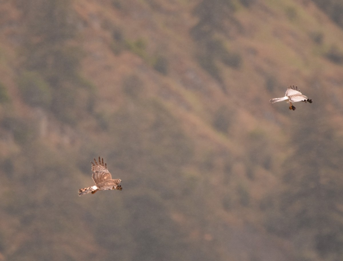 Northern Harrier - Russ Petersen