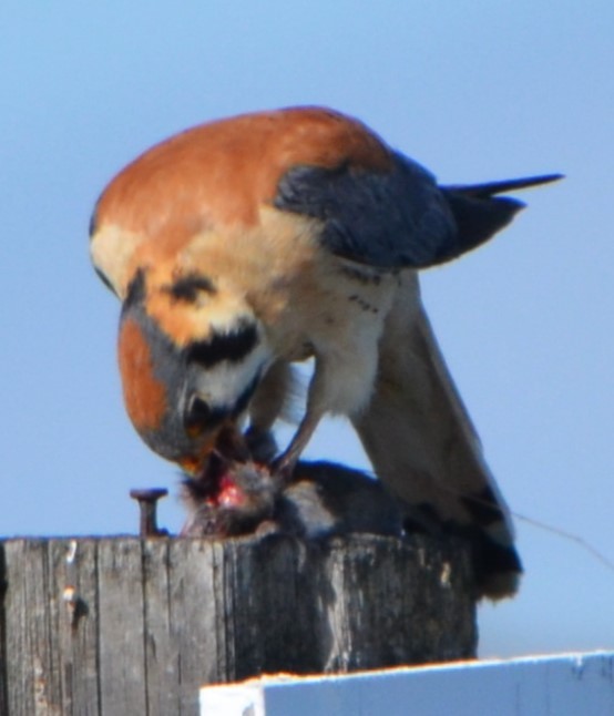 American Kestrel - Charles Taft