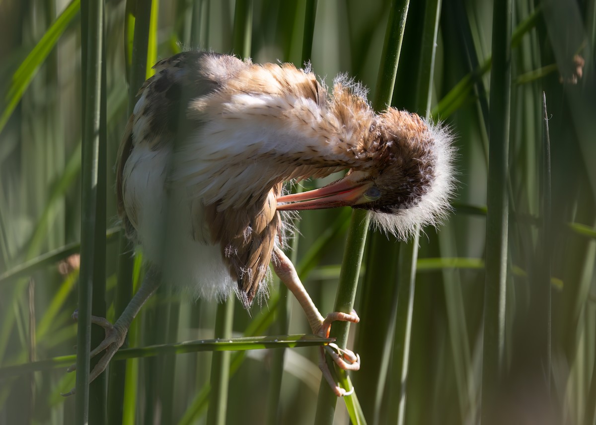 Least Bittern - Cristina Avila