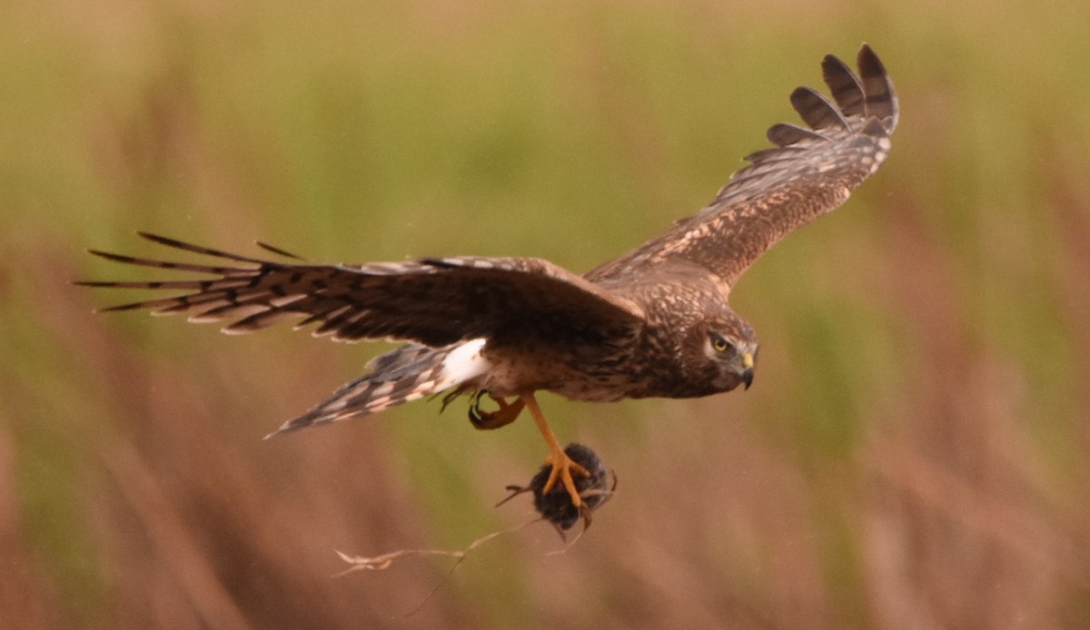 Northern Harrier - Russ Petersen