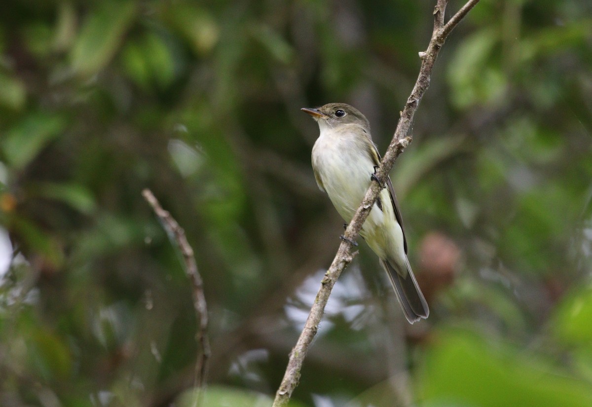 Yellow-bellied Flycatcher - Richard Greenhalgh