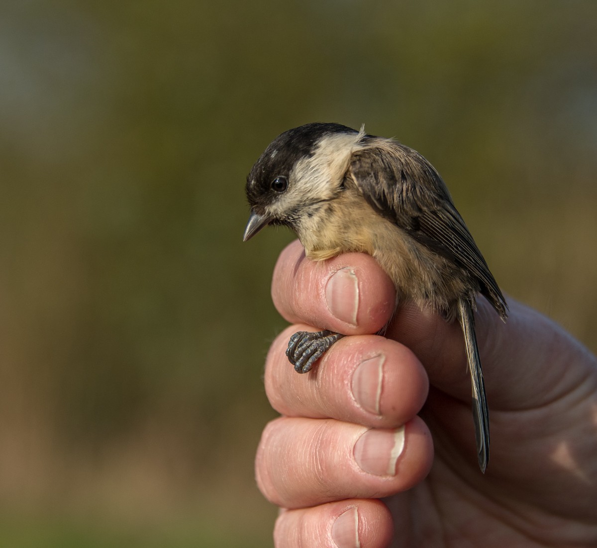 Willow Tit - Theo de Clermont