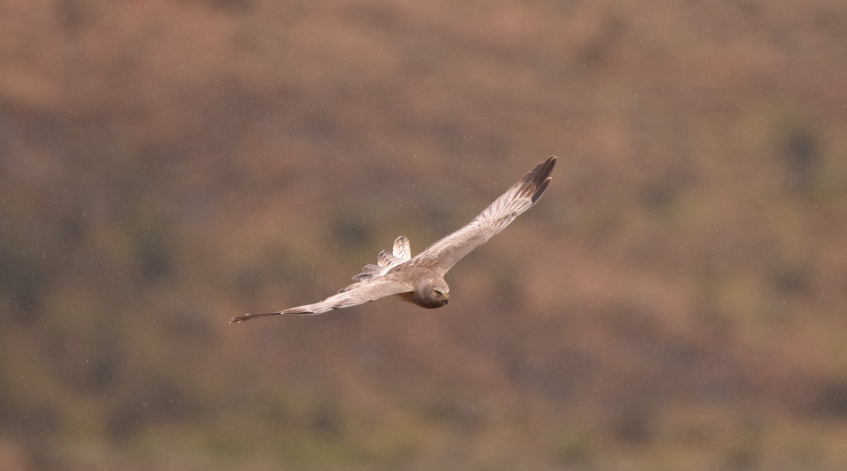 Northern Harrier - Russ Petersen