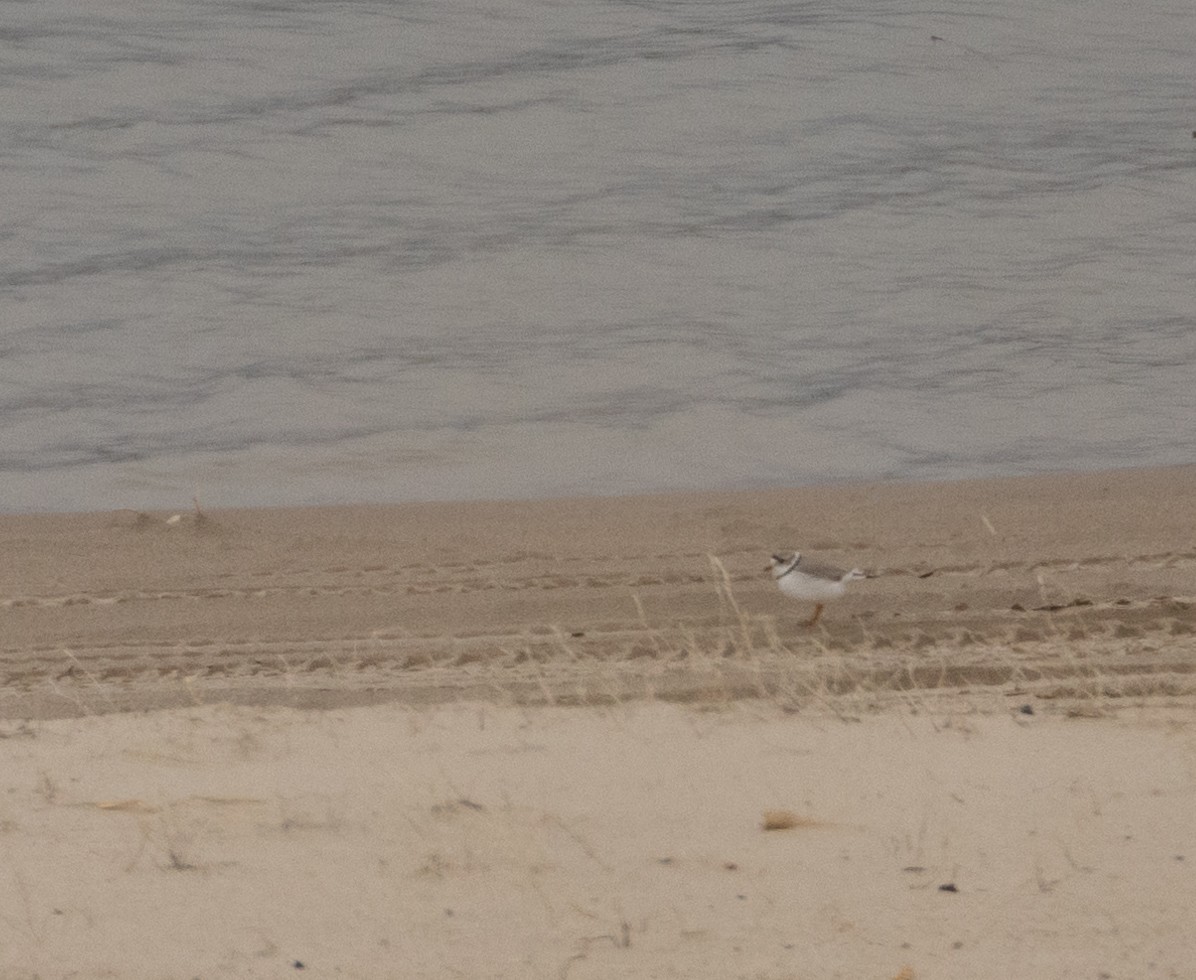 Piping Plover - Anne Heyerly