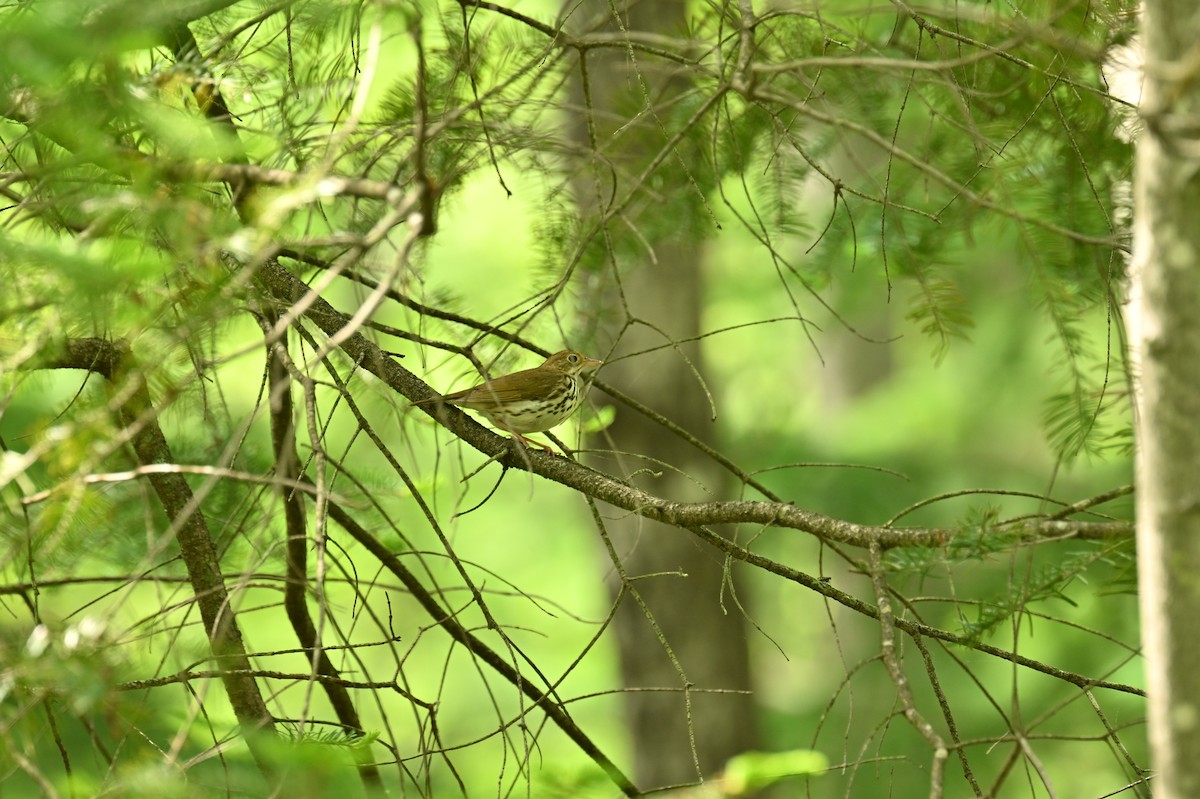 Ovenbird - france dallaire