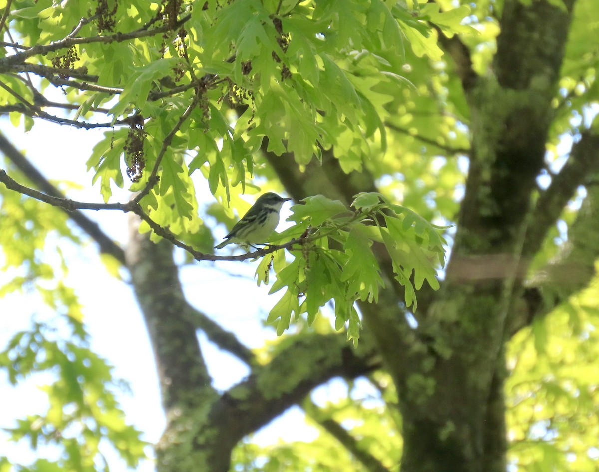 Cerulean Warbler - Nancy Barnhart