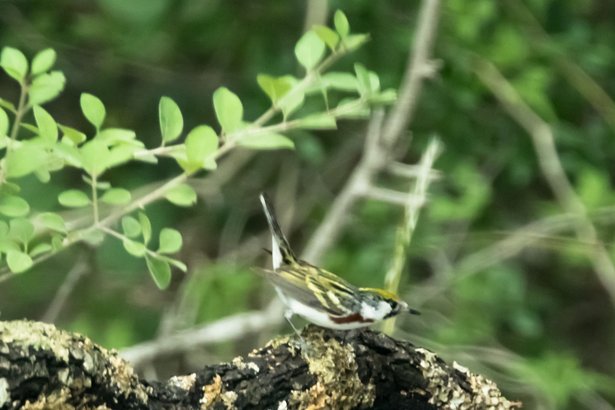 Chestnut-sided Warbler - ML619454756