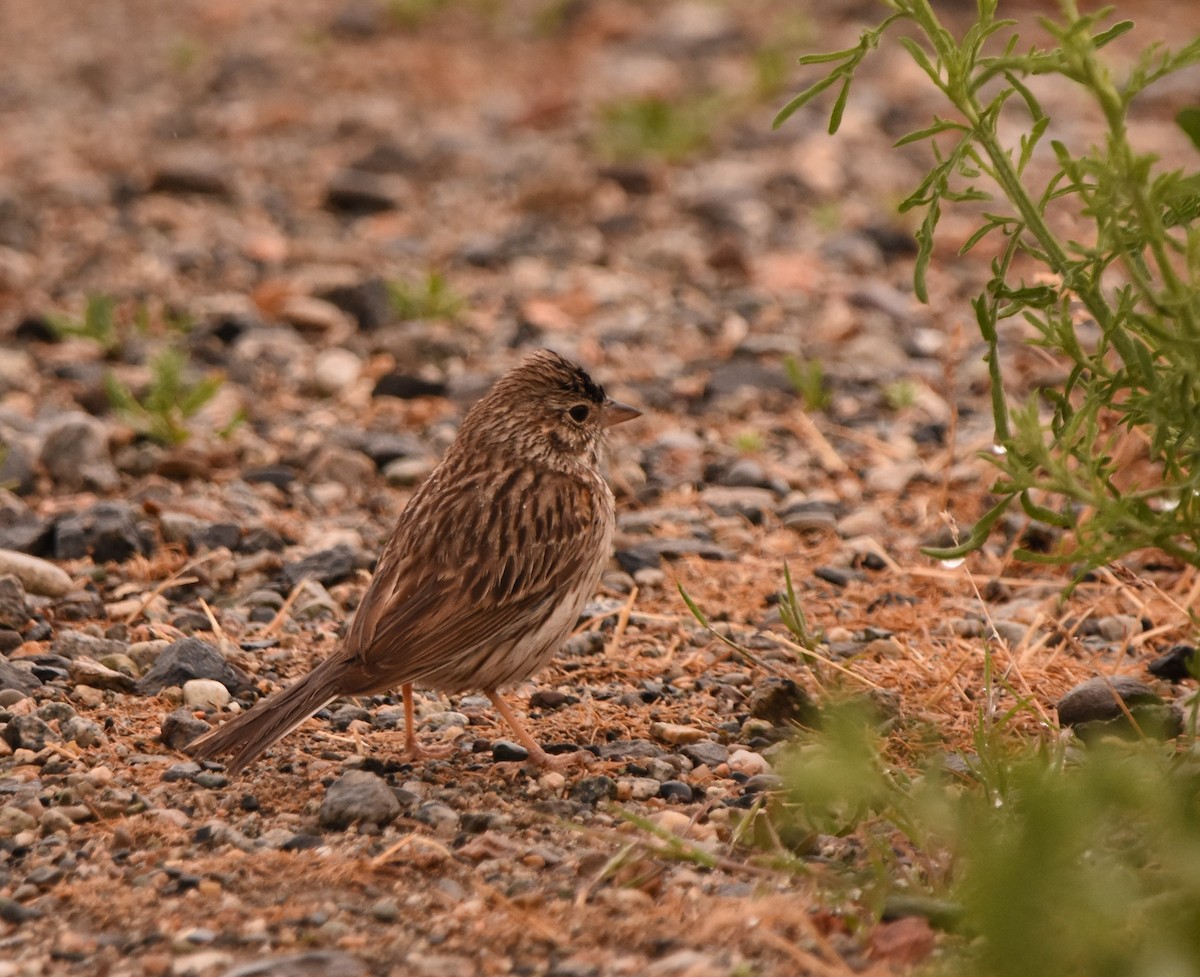 Vesper Sparrow - ML619454758