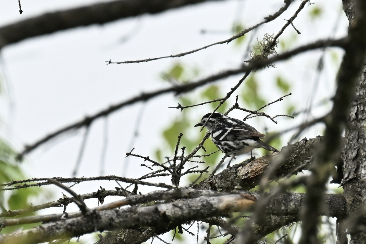 Black-and-white Warbler - france dallaire