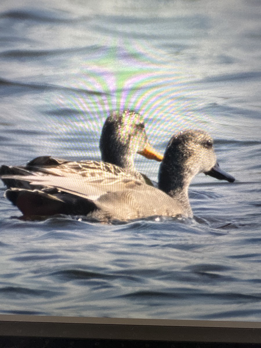 Gadwall - Diane Schlichting